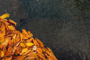 Yellow autumn leaves in the clear water of a mountain river.