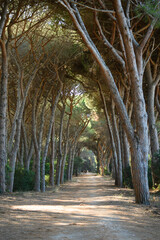 tunnel of trees in the oldgrown pine forest of Feniglia, Tuscany