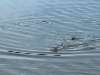 Fototapeta na wymiar A pair of harbour seals break the steely surface of the water and send concentric ripples off around them.