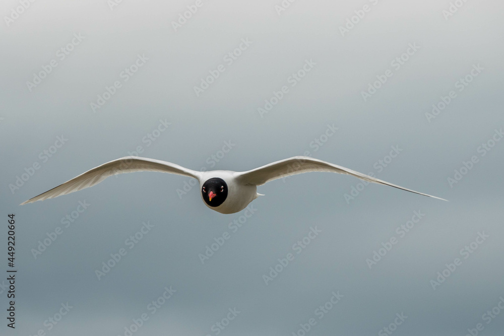 Poster black headed gull flying across a stormy summer sky