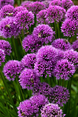 Lila Blumen - allium senescens