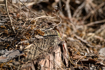green lizard in the oldgrown pine forest of Feniglia, Tuscany