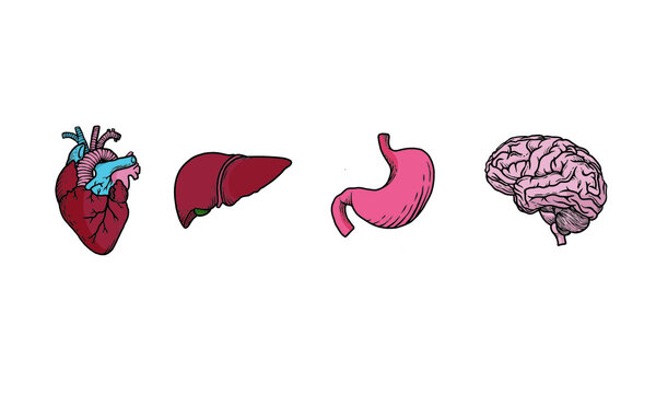set of colored human organs illustration. heart, liver, stomach, and brain. biological illustration for medical and health design.