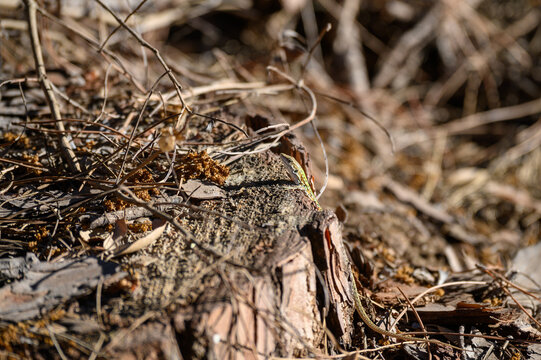 green lizard in the oldgrown pine forest of Feniglia, Tuscany