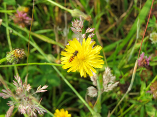 marmalade hoverfly gathering nectar from bright yellow narrow leaved hawkweed	

