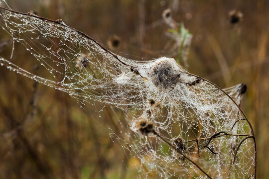 Spider web on the branches of dry plants.