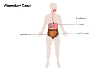 Diagarm of human alimentary canal. Medical education. Human digestive system