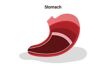 Anatomy of human stomach vector. Digestive Organ. Internal organ. Medical education.