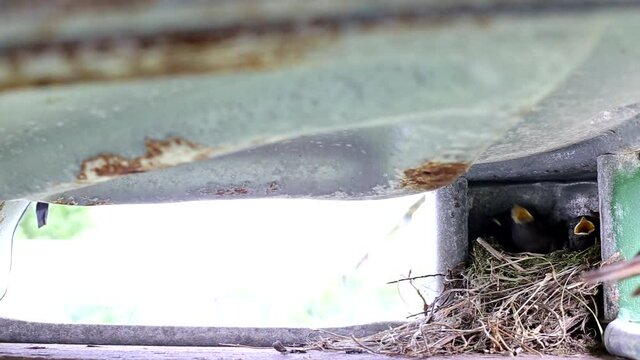 The wagtail bird arrives and feeds its chicks to the nest. Rearing offspring, wildlife, copy space for text