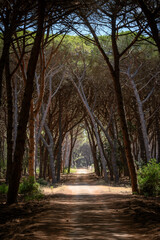 path leading trough a tunnel of trees in the oldgrown pine forest of Feniglia, Tuscany