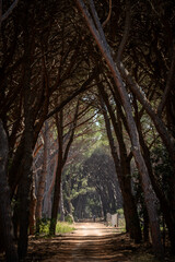 path leading trough a tunnel of trees in the oldgrown pine forest of Feniglia, Tuscany