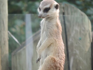 zoo aou 2021