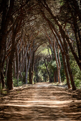 Obraz premium path leading trough a tunnel of trees in the oldgrown pine forest of Feniglia, Tuscany