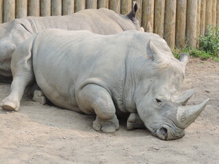 zoo aou 2021