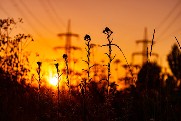 Dark silhouette of grass on the sunset. Orange sunset with black silhouette.