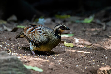 green-legged partridge or scaly-breasted Partridge,beautiful bird in tropicalrain forest