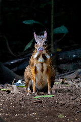 A greater mouse-deer, tragulus napu