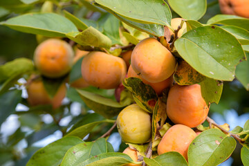 Ripe persimmon fruits, on the branch