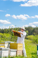 Summer tasty honey in hives. Bee frames full of honey holding in hands.