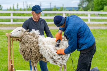Sheering the sheep by two men. Making wool from farm animal.