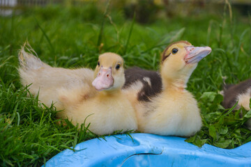 A mother muscovy duck drinking from a pond with her duckling