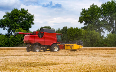 Obraz premium Agricultural harvester farming wheat. Big red combine working in the field.