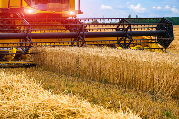 Big combine harvesting golden wheat from the field. Summer agricultular work.
