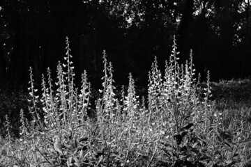 Black and white plants against dark, natural background.
