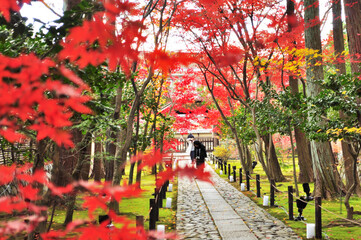 日本　京都市嵯峨北にある鹿王院（ろくおういん）を訪れる旅行者と紅葉