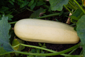 Obraz premium Ripe zucchini squash are lying in the garden. Healthy vegetables. Close-up.