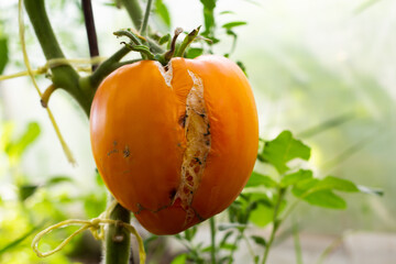 Ripe orange tomato hanging on a branch. Cracked and began to rot. Rotting vegetables. Close-up.