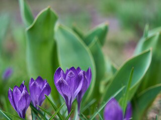 Fototapeta premium Image of spring crocuses.