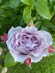purple rose