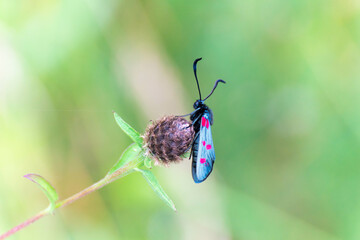 Macrofotografía de una mariposa gitanilla, azul con puntos rojos