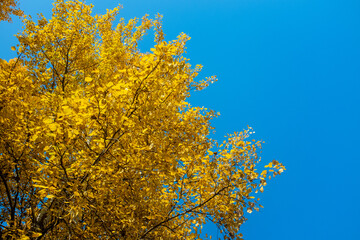 Autumn landscape. Yellow trees against a bright blue sky.