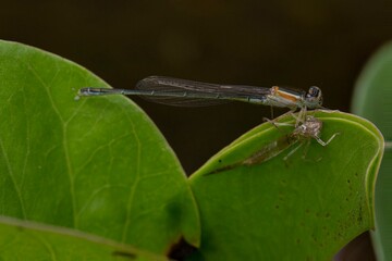 dragonfly on a leaf