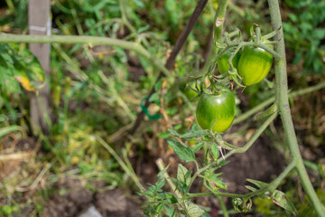 Green tomatoes on a branch with copy space for text
