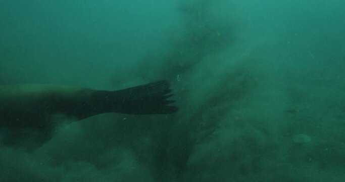 Acrobatic sealion in turbid water.