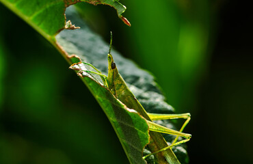 A grasshopper on the green leaf after the rain