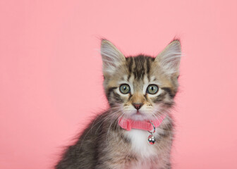 Portrait of a brown and white tabby kitten wearing a pink collar with bell looking directly at...