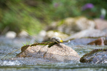 Yellow wagtail near the river