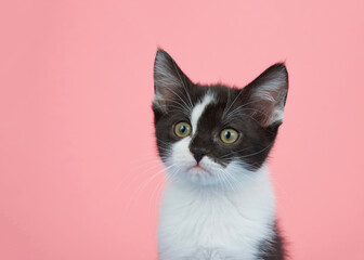 Portrait of a black and white tabby kitten looking slightly to viewers left with attentive expression. Pink background with copy space.