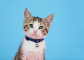 Portrait of a brown and white tabby kitten wearing a blue collar with bell looking directly at...