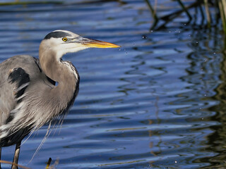 A Trail of Water Droplets from Herons Beak