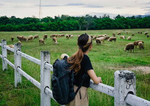 Back view point of young women backpack standing at fence and looking at sheep in the plain , chiang mai north of thailand ,  freedom , calm and mindfulness concept