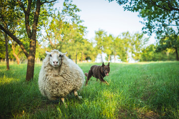 herding sheep - The Australian Kelpie dog Train