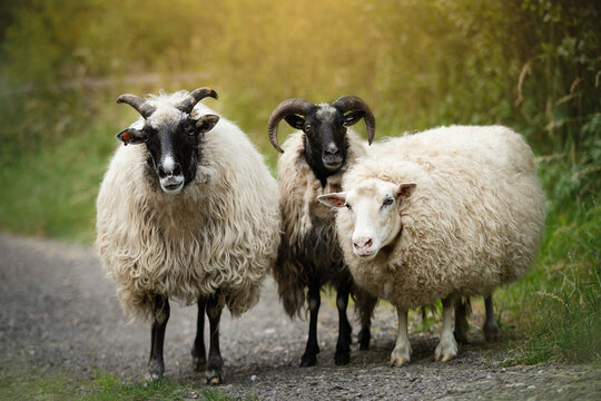 beautiful sheep herd portrait photo