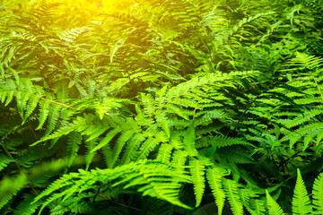 Fern growing in the forest. Green leaves of plants.