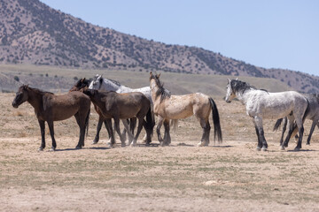Herd of Wild Horses in Spring in the Utah Desert
