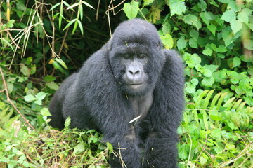 Closeup portrait of endangered adult Silverback Mountain Gorilla (Gorilla beringei beringei) in...
